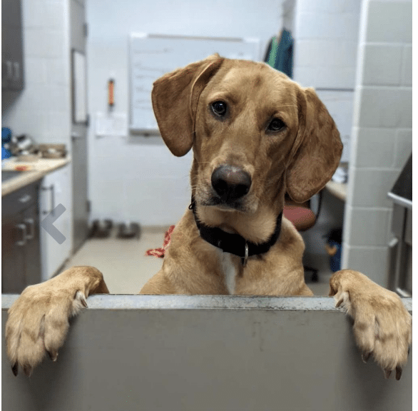 2 1/2 year old light brown Coonhound for adoption at Middleburg Humane Soiciety in Marshall, VA